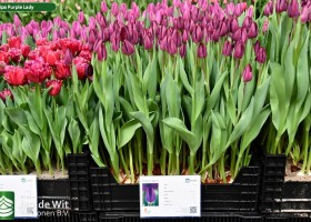 Tulipa Purple Lady ® (1)